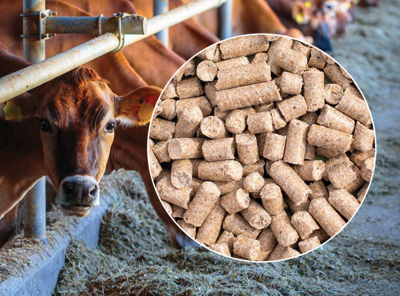 cow-cattle-feed